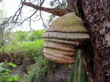 Fomitopsis officinalis image