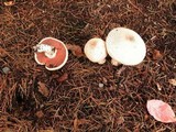 Agaricus californicus image