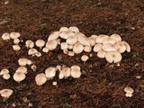 Agaricus californicus image