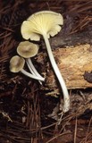Chrysomphalina strombodes image