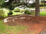 Agaricus californicus image