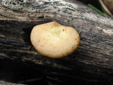Polyporus guianensis image