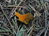 Caloscypha fulgens image