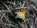 Caloscypha fulgens image