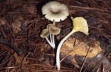 Chrysomphalina strombodes image