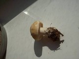 Calocybe gambosa image