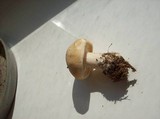 Calocybe gambosa image