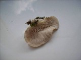 Pleurotus pulmonarius image