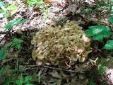 Polyporus umbellatus image
