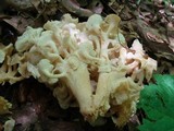 Polyporus umbellatus image