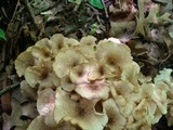 Polyporus umbellatus image