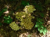 Polyporus umbellatus image