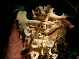 Polyporus umbellatus image