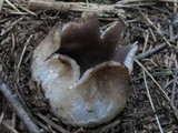 Sarcosphaera coronaria image