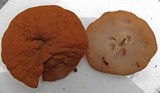 Discina ancilis image