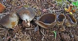 Helvella leucomelaena image