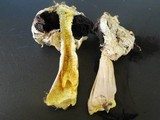 Agaricus texensis image