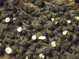 Polydesmia pruinosa image