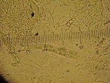 Polydesmia pruinosa image