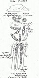 Polydesmia pruinosa image