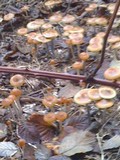 Psilocybe azurescens image