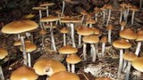 Psilocybe azurescens image