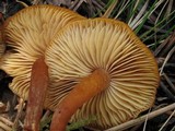 Rhodocybe nitellina image