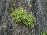 Letharia lupina image
