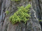 Letharia lupina image