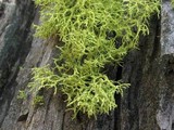 Letharia lupina image