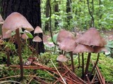 Mycena alcalina image