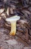 Ganoderma curtisii image