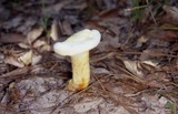Ganoderma curtisii image