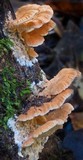 Antrodiella zonata image