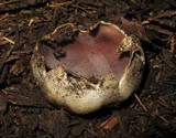 Sarcosphaera coronaria image