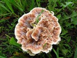 Abortiporus biennis image