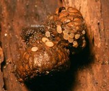 Belonidium sulphureum image