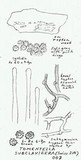 Tomentella subclavigera image