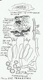 Tomentella terrestris image