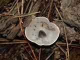 Clitocybe glacialis image