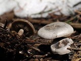 Clitocybe glacialis image