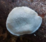 Postia tephroleuca image