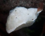 Postia tephroleuca image