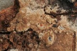Tomentella coerulea image