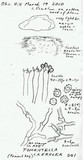 Tomentella coerulea image