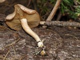 Clitocybe albirhiza image