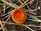 Caloscypha fulgens image