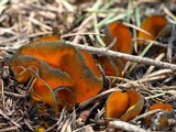 Caloscypha fulgens image