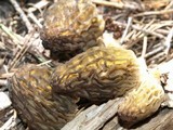 Morchella snyderi image