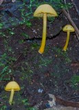 Hygrocybe chromolimonea image